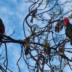 Alisterus scapularis (Australian King-Parrot) at QPRC LGA - 10 Oct 2022 by clarehoneydove