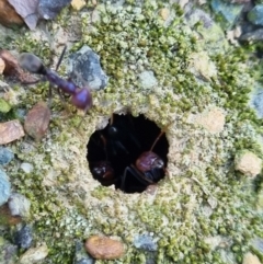 Iridomyrmex purpureus at Bruce, ACT - 10 Oct 2022