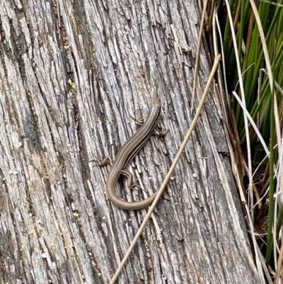 Ctenotus taeniolatus (Copper-tailed Skink) at Acton, ACT - 8 Oct 2022 by AndrewCB