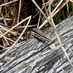 Ctenotus taeniolatus at Acton, ACT - 8 Oct 2022