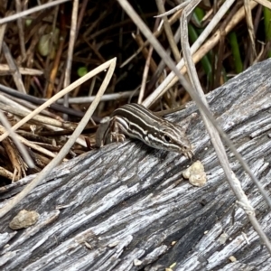 Ctenotus taeniolatus at Acton, ACT - 8 Oct 2022 12:15 PM