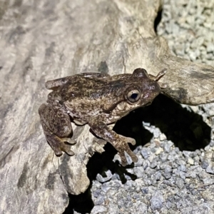 Litoria peronii at Bungonia, NSW - 4 Sep 2022