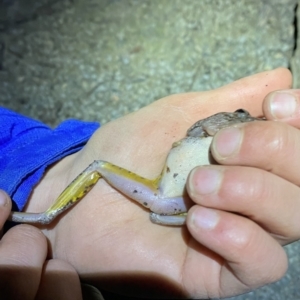 Litoria peronii at Bungonia, NSW - 4 Sep 2022 06:43 PM