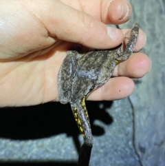 Litoria peronii at Bungonia, NSW - 4 Sep 2022 06:43 PM