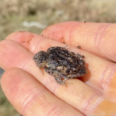 Uperoleia laevigata (Smooth Toadlet) at Watson, ACT - 14 Aug 2022 by AndrewCB