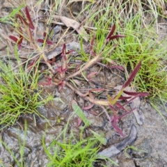 Trifolium angustifolium var. angustifolium (Narrowleaf Clover) at Mount Mugga Mugga - 10 Oct 2022 by Mike
