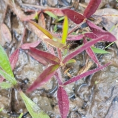 Trifolium angustifolium var. angustifolium at O'Malley, ACT - 10 Oct 2022