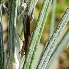 Plecoptera sp. (order) (Unidentified Stone fly) at Mount Mugga Mugga - 10 Oct 2022 by Mike