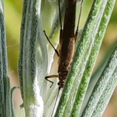 Plecoptera sp. (order) at O'Malley, ACT - 10 Oct 2022 11:25 AM