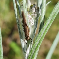 Plecoptera sp. (order) at O'Malley, ACT - 10 Oct 2022 11:25 AM