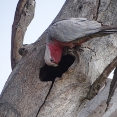 Eolophus roseicapilla (Galah) at O'Malley, ACT - 9 Oct 2022 by Mike