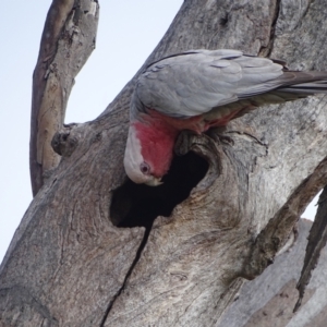 Eolophus roseicapilla at O'Malley, ACT - 10 Oct 2022