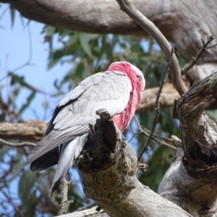 Eolophus roseicapilla at O'Malley, ACT - 10 Oct 2022