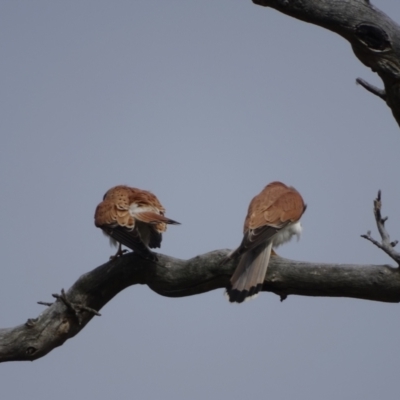 Falco cenchroides (Nankeen Kestrel) at O'Malley, ACT - 10 Oct 2022 by Mike