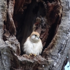 Falco cenchroides at O'Malley, ACT - 10 Oct 2022