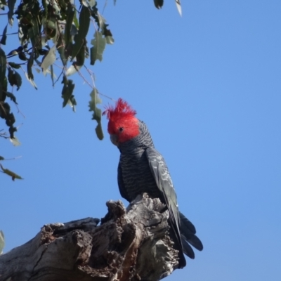 Callocephalon fimbriatum (Gang-gang Cockatoo) at Mount Mugga Mugga - 9 Oct 2022 by Mike