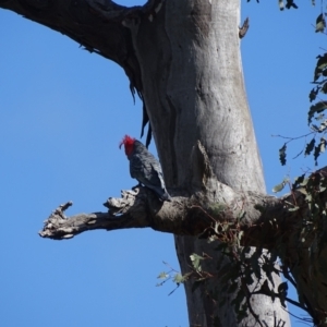 Callocephalon fimbriatum at O'Malley, ACT - 10 Oct 2022