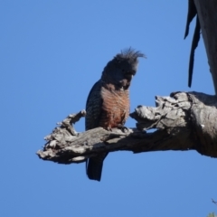 Callocephalon fimbriatum at O'Malley, ACT - 10 Oct 2022