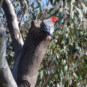 Callocephalon fimbriatum at O'Malley, ACT - 10 Oct 2022