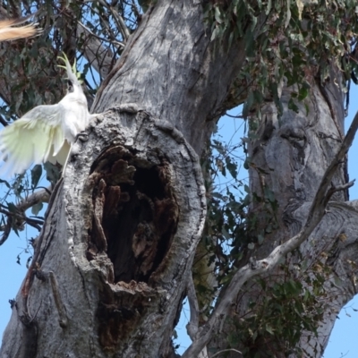 Cacatua galerita (Sulphur-crested Cockatoo) at Mount Mugga Mugga - 10 Oct 2022 by Mike