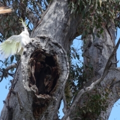 Cacatua galerita (Sulphur-crested Cockatoo) at O'Malley, ACT - 10 Oct 2022 by Mike