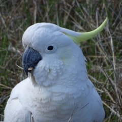 Cacatua galerita (Sulphur-crested Cockatoo) at O'Malley, ACT - 10 Oct 2022 by Mike