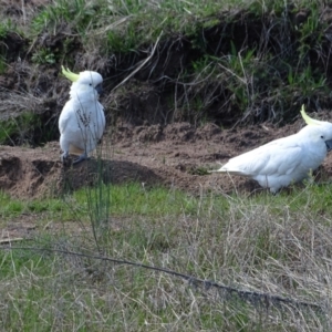 Cacatua galerita at O'Malley, ACT - 10 Oct 2022 09:55 AM