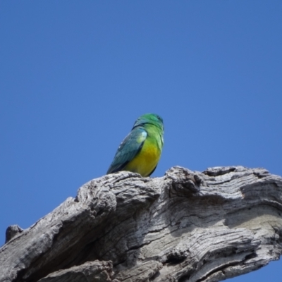 Psephotus haematonotus (Red-rumped Parrot) at Mount Mugga Mugga - 10 Oct 2022 by Mike