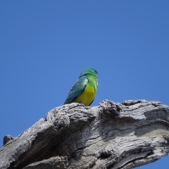 Psephotus haematonotus (Red-rumped Parrot) at O'Malley, ACT - 10 Oct 2022 by Mike