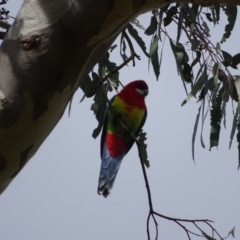 Platycercus eximius (Eastern Rosella) at O'Malley, ACT - 9 Oct 2022 by Mike