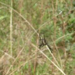 Plebs bradleyi (Enamelled spider) at Mount Mugga Mugga - 9 Oct 2022 by Mike