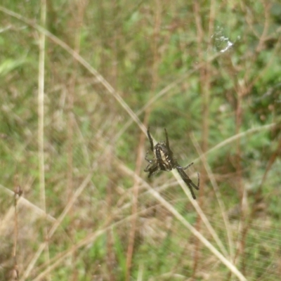 Plebs bradleyi (Enamelled spider) at O'Malley, ACT - 10 Oct 2022 by Mike