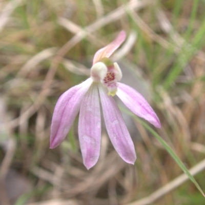 Caladenia carnea (Pink Fingers) at Mount Painter - 10 Oct 2022 by drakes