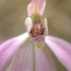 Caladenia carnea at Cook, ACT - suppressed