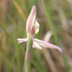 Caladenia carnea at Cook, ACT - suppressed