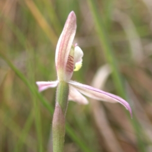 Caladenia carnea at Cook, ACT - suppressed