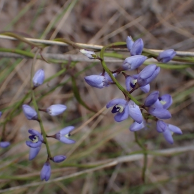 Comesperma volubile (Love Creeper) at Aranda Bushland - 9 Oct 2022 by drakes