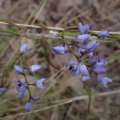 Comesperma volubile (Love Creeper) at Cook, ACT - 9 Oct 2022 by drakes