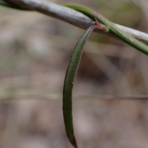 Comesperma volubile at Cook, ACT - 9 Oct 2022