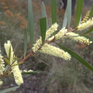 Acacia floribunda at Cook, ACT - 9 Oct 2022 02:08 PM