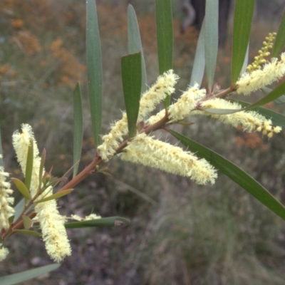 Acacia floribunda (White Sally Wattle, Gossamer Wattle) at Aranda Bushland - 9 Oct 2022 by drakes