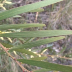 Acacia floribunda at Cook, ACT - 9 Oct 2022 02:08 PM