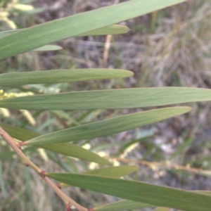 Acacia floribunda at Cook, ACT - 9 Oct 2022