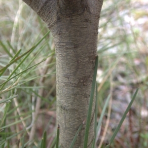 Acacia floribunda at Cook, ACT - 9 Oct 2022