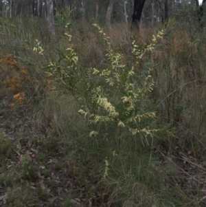 Acacia floribunda at Cook, ACT - 9 Oct 2022 02:08 PM