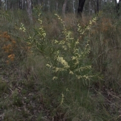 Acacia floribunda at Cook, ACT - 9 Oct 2022