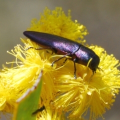 Melobasis thoracica (A jewel beetle) at O'Connor, ACT - 10 Oct 2022 by Harrisi