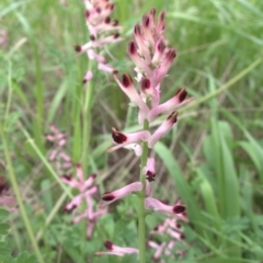 Fumaria bastardii (Bastard Fumitory) at Cook, ACT - 9 Oct 2022 by drakes