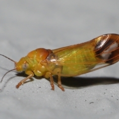 Psyllidae sp. (family) (Unidentified psyllid or lerp insect) at ANBG - 1 Oct 2022 by TimL