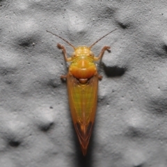 Psyllidae sp. (family) at Acton, ACT - 2 Oct 2022 10:09 AM